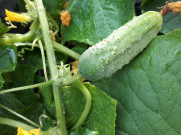 Three Forks Seeds - Cucumber