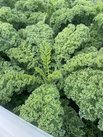 Three Forks Seeds - 2024 Seeds