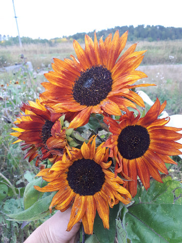 Three Forks Seeds - Flowers