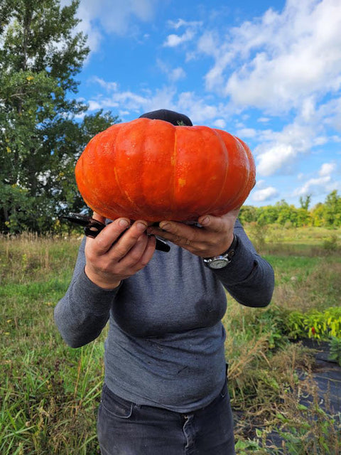 Three Forks Seeds - Squash