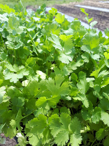 Three Forks Seeds - Herbs