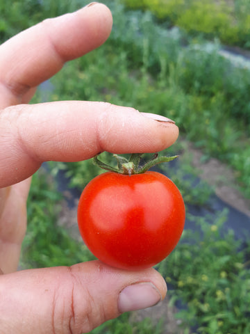 Three Forks Seeds - Tomato