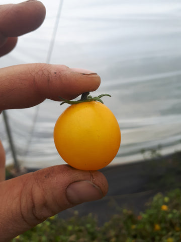 Three Forks Seeds - Tomato