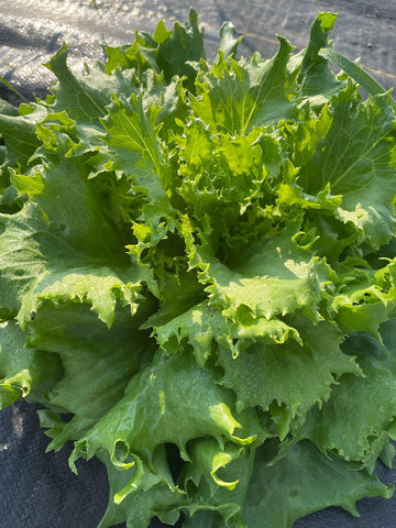 Three Forks Seeds - Greens