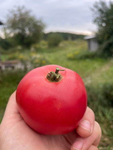 Three Forks Seeds - Tomato