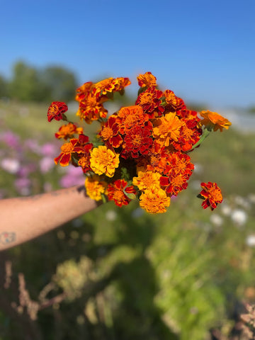 Three Forks Seeds - Flowers