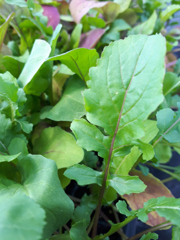 Three Forks Seeds - Greens