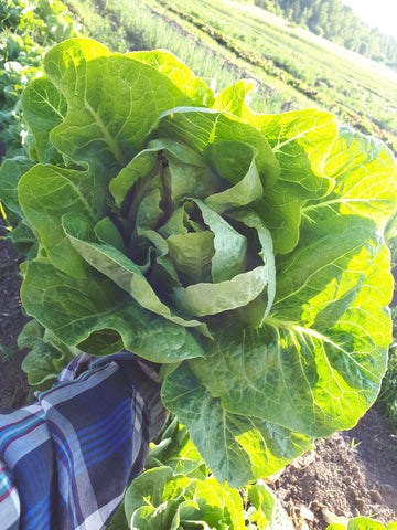 Three Forks Seeds - Greens