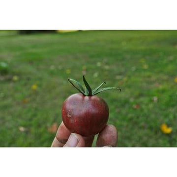 Three Forks Seeds - Tomato