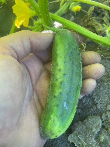 Three Forks Seeds - Cucumber