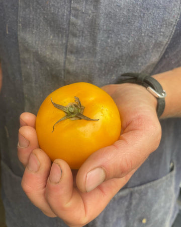 Three Forks Seeds - Tomato