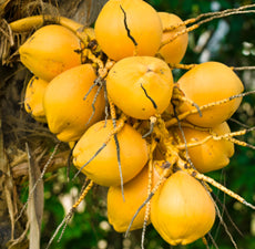 Organic Fractionated Coconut Carrier Oil