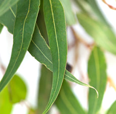 Eucalyptus Globulus Essential Oil