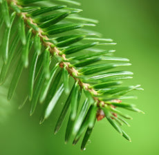 Balsam Fir Essential Oil