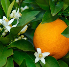 Neroli Floral Water