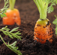 Carrot Carrier Oil
