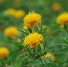 Organic Safflower Carrier Oil