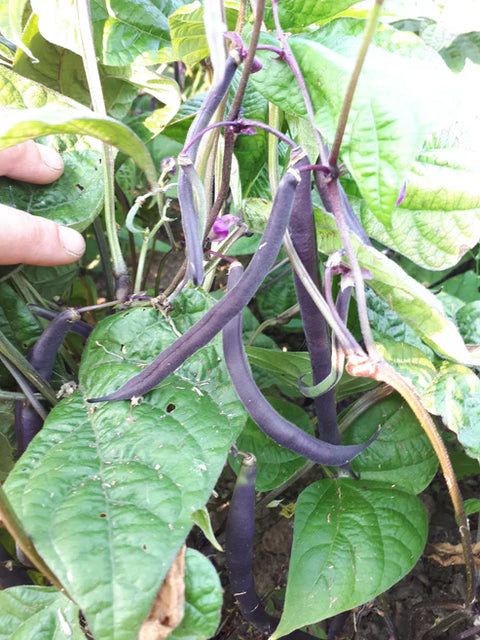 Three Forks Seeds - Beans