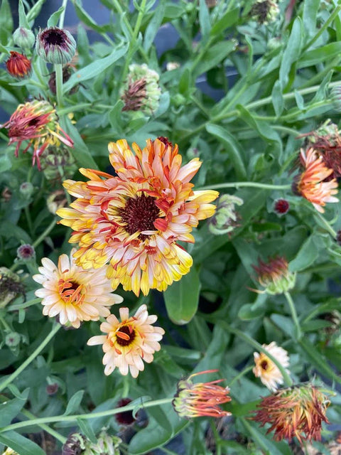 Three Forks Seeds - Flowers