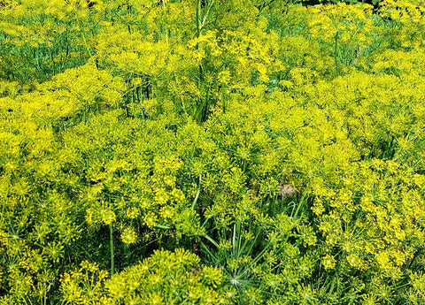 Three Forks Seeds - Herbs