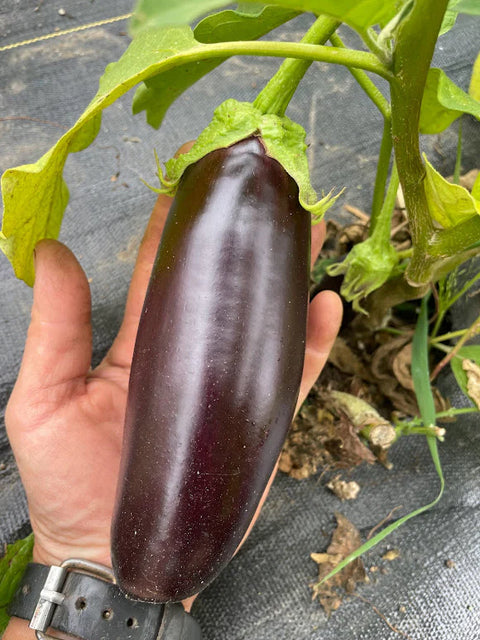 Three Forks Seeds - Astrakom Eggplant