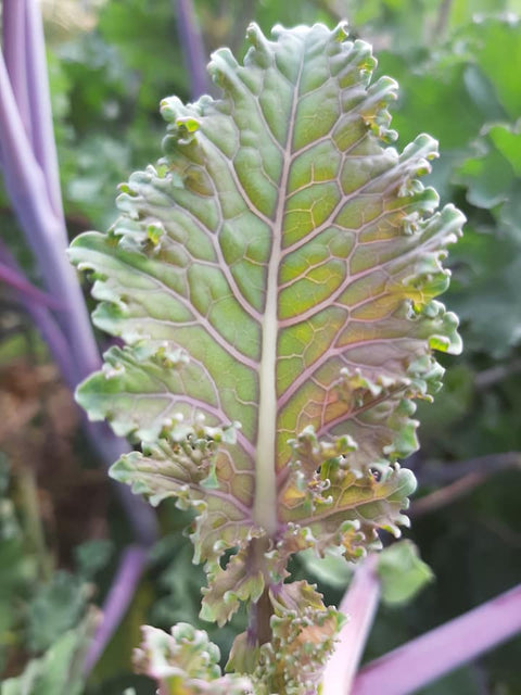 Three Forks Seeds - Greens