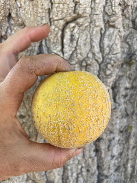 Three Forks Seeds - Melons