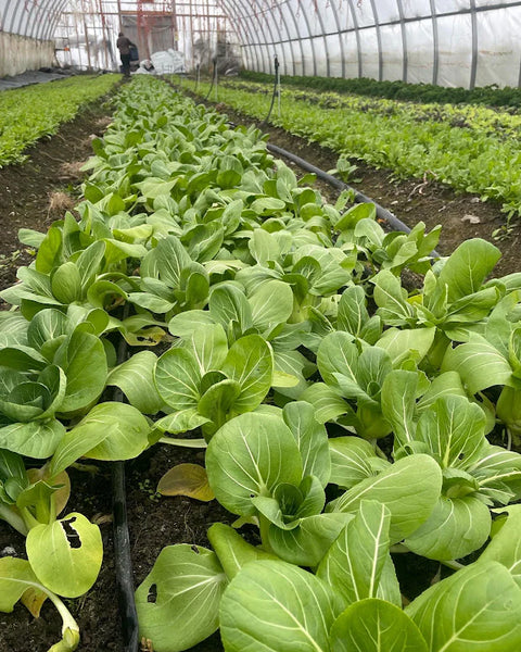 Three Forks Seeds - Greens