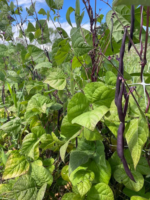 Three Forks Seeds - Beans