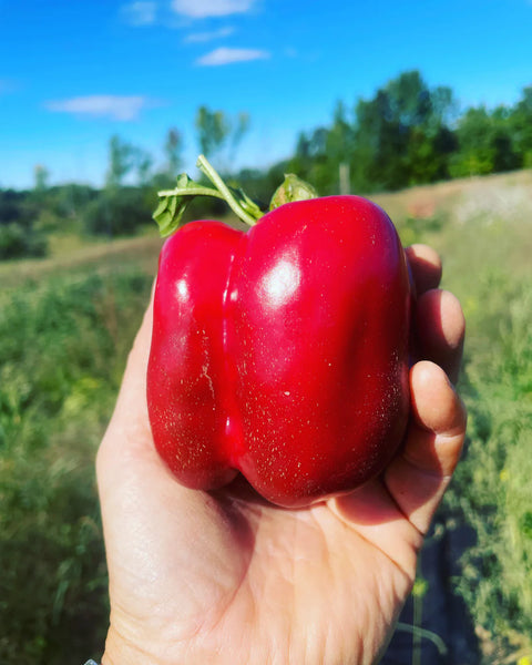 Three Forks Seeds - Peppers