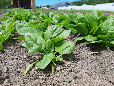 Three Forks Seeds - Greens