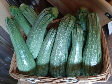 Three Forks Seeds - Squash